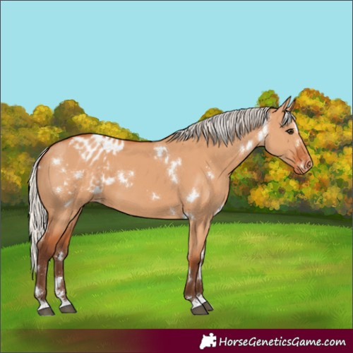 Horse Color:White Spotted Silver Bay Dun Appaloosa 