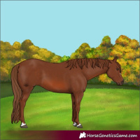Horse Color:Chestnut 