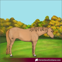 Horse Color:Chestnut 