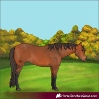Horse Color:Bay 