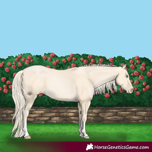 Horse Color:Palomino Pearl Sabino 