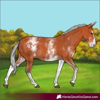 Horse Color:White Spotted Silver Bay Splash 
