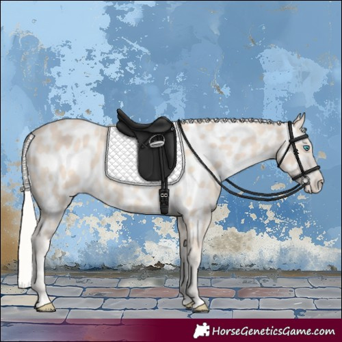 Horse Color:Cremello Appaloosa 