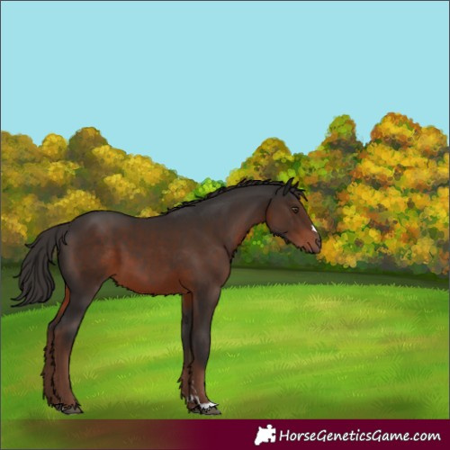 Horse Color:Liver Chestnut 