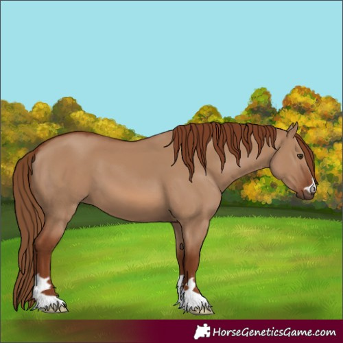 Horse Color:Red Dun 