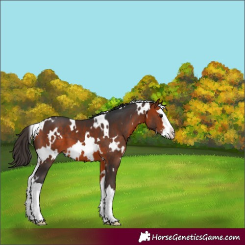 Horse Color:White Spotted Bay Splash