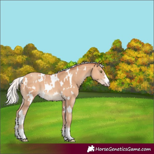 Horse Color:White Spotted Silver Amber Champagne 