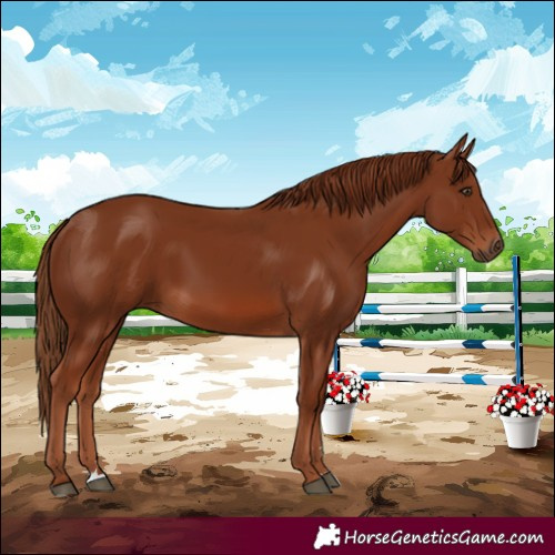 Horse Color:Chestnut 