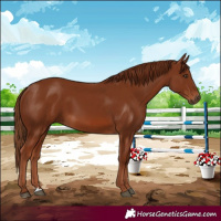 Horse Color:Chestnut 