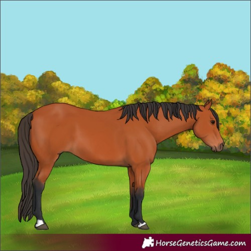 Horse Color:Bay 
