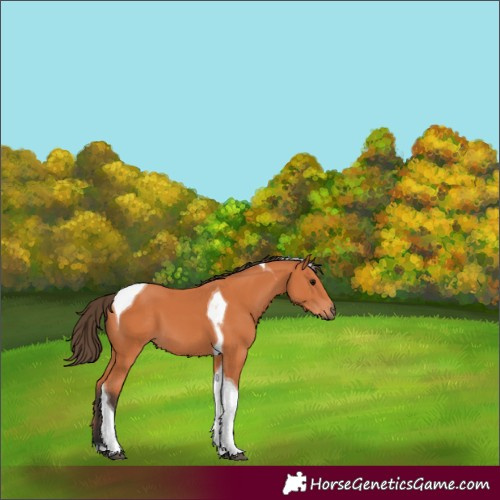 Horse Color:Bay Tobiano 
