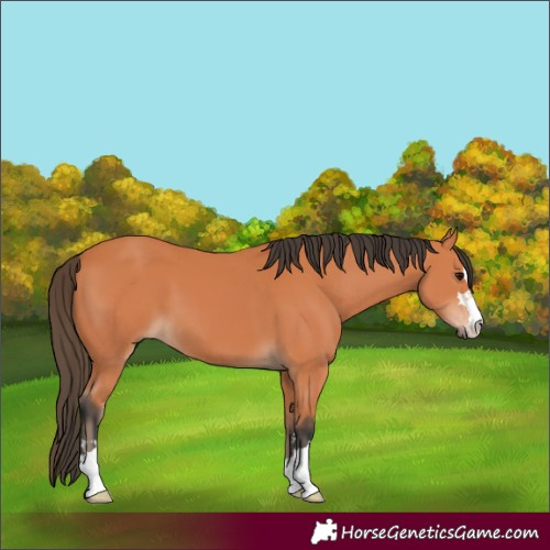 Horse Color:Bay 