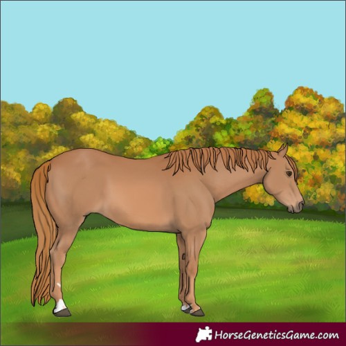 Horse Color:Chestnut 
