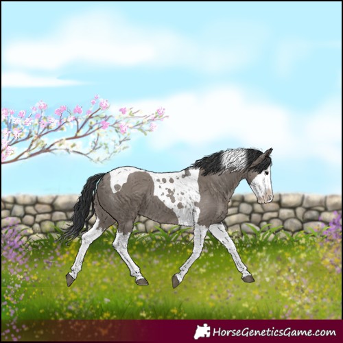 Horse Color:Grullo Splash Tobiano