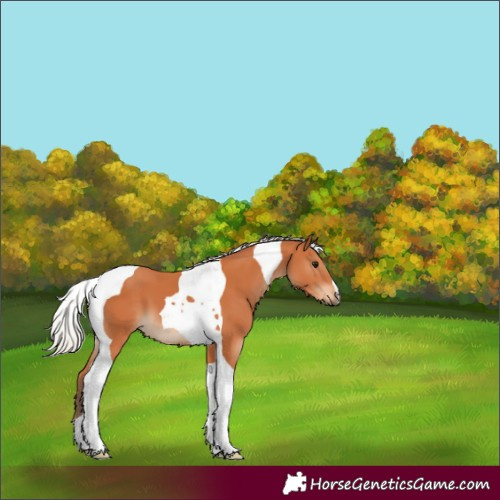 Horse Color:Silver Bay Tobiano 