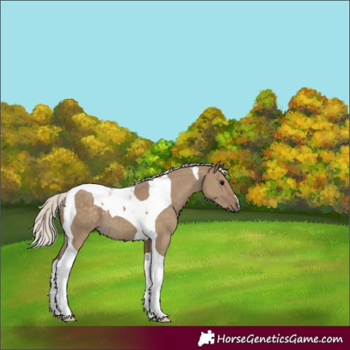Horse Color:Silver Smoky Grullo Tobiano 