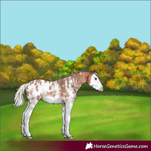 Horse Color:Silver Bay Sabino Splash Appaloosa 