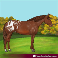 Horse Color:Chestnut Blanket 