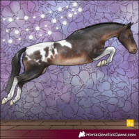 Horse Color:Brown Tobiano Blanket Rabicano 