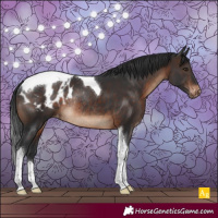 Horse Color:Brown Tobiano Appaloosa Rabicano 