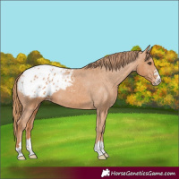 Horse Color:Chestnut Appaloosa 