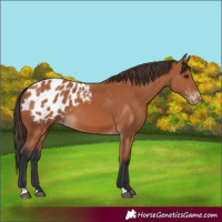 Horse Color:Bay Blanket