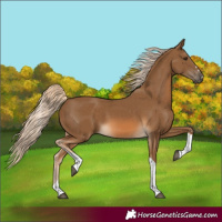 Horse Color:Chocolate Palomino Tobiano 