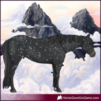 Horse Color:Black Appaloosa