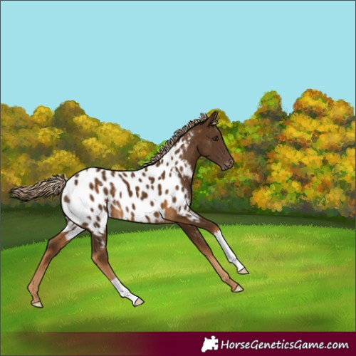Horse Color:Chocolate Palomino Appaloosa 