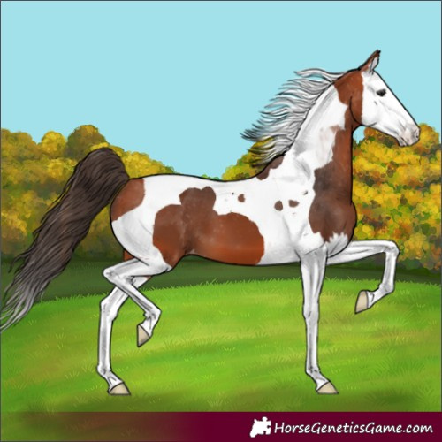Horse Color:Bay Splash Tobiano Appaloosa 