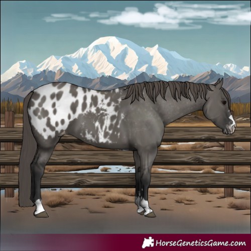 Horse Color:Grullo Appaloosa 