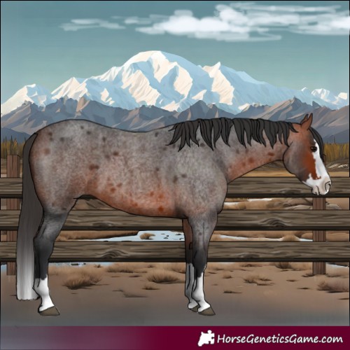 Horse Color:Brown Roan Splash 