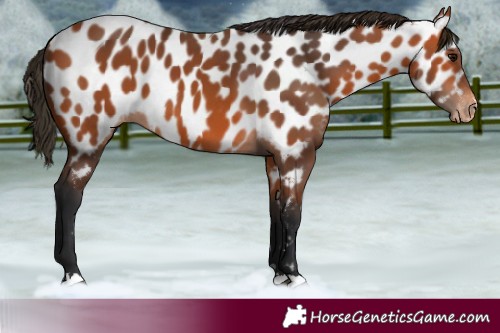 Horse Color:Bay Appaloosa 