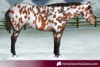Horse Color:Bay Appaloosa 