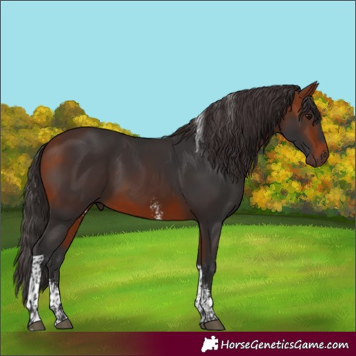 Horse Color:Bay Sabino Tobiano