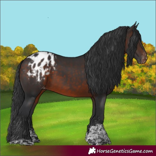 Horse Color:Brown Sabino Tobiano Appaloosa 