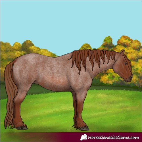 Horse Color:Red Roan 