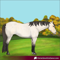 Horse Color:Buckskin Roan Dun Splash 