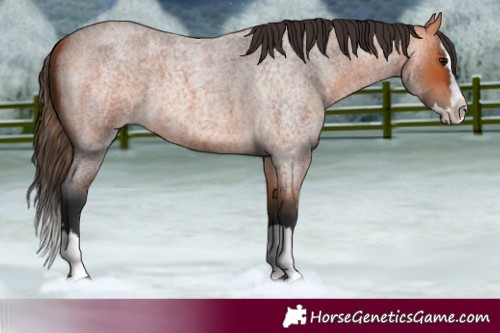 Horse Color:Bay Roan Splash 