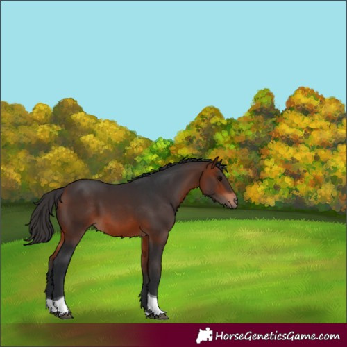 Horse Color:Brown Tobiano 