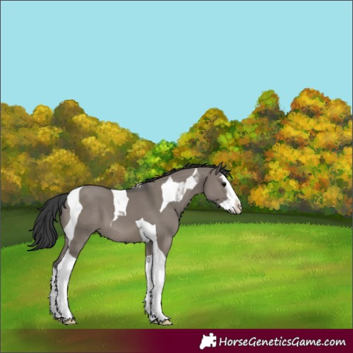 Horse Color:Grullo Splash Tobiano 