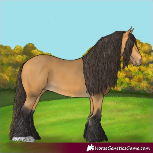 Horse Color:Buckskin 