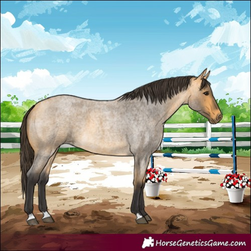 Horse Color:Buckskin Roan 