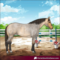 Horse Color:Buckskin Roan