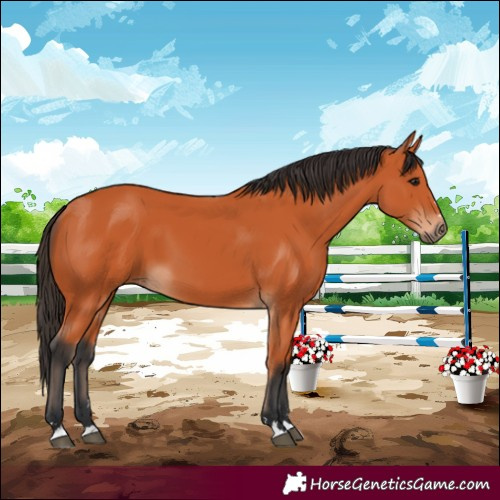 Horse Color:Bay 