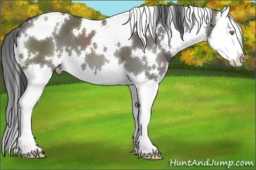 Horse Color:White Spotted Grullo Splash