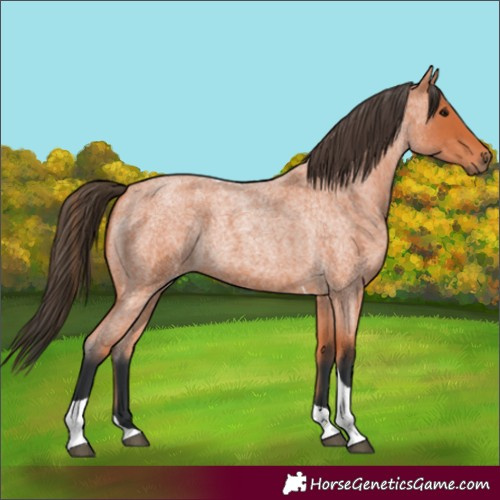 Horse Color:Bay Roan Tobiano