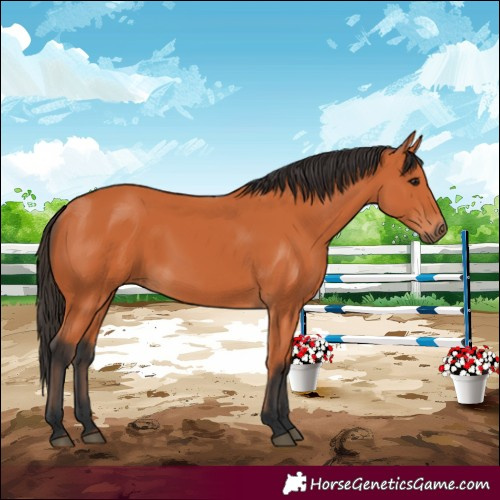 Horse Color:Bay 