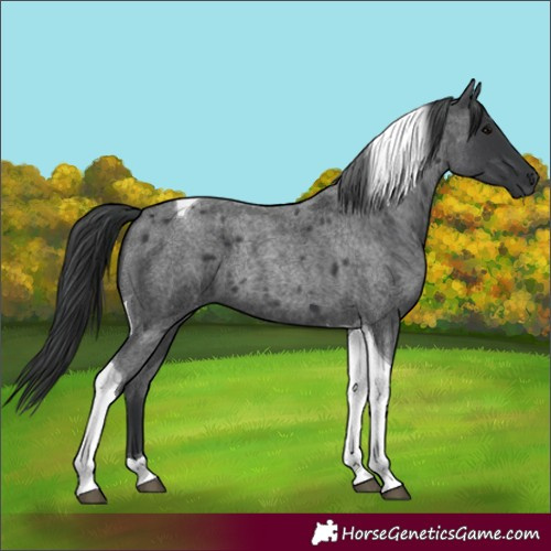 Horse Color:Blue Roan Tobiano