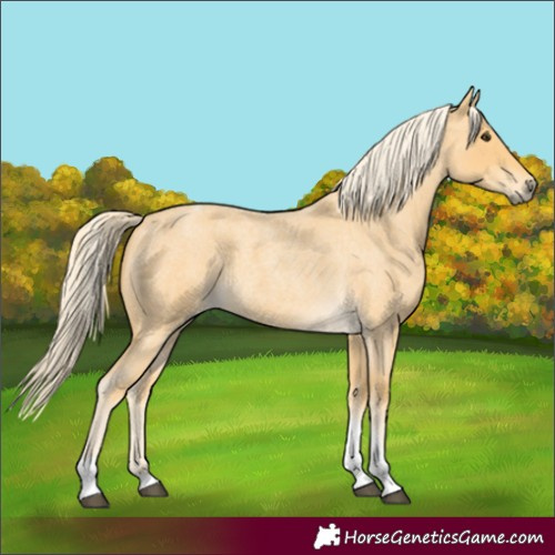 Horse Color:Palomino Roan Tobiano 